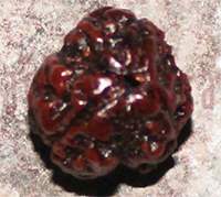 Three mukhi 15- 17.5mm